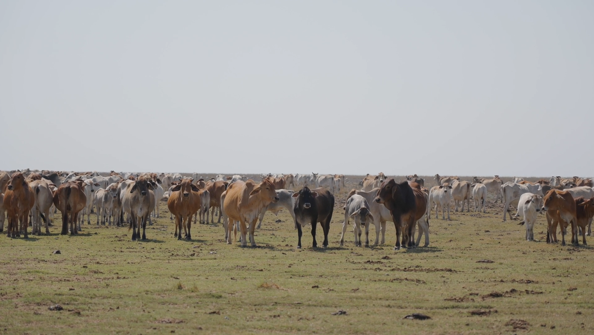 Embracing technology for the Northern pastoral industry